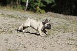 BOULEDOGUE FRANCAIS 162